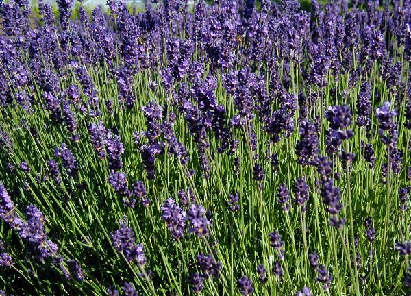 Lavendel