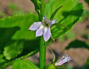 Lobelia