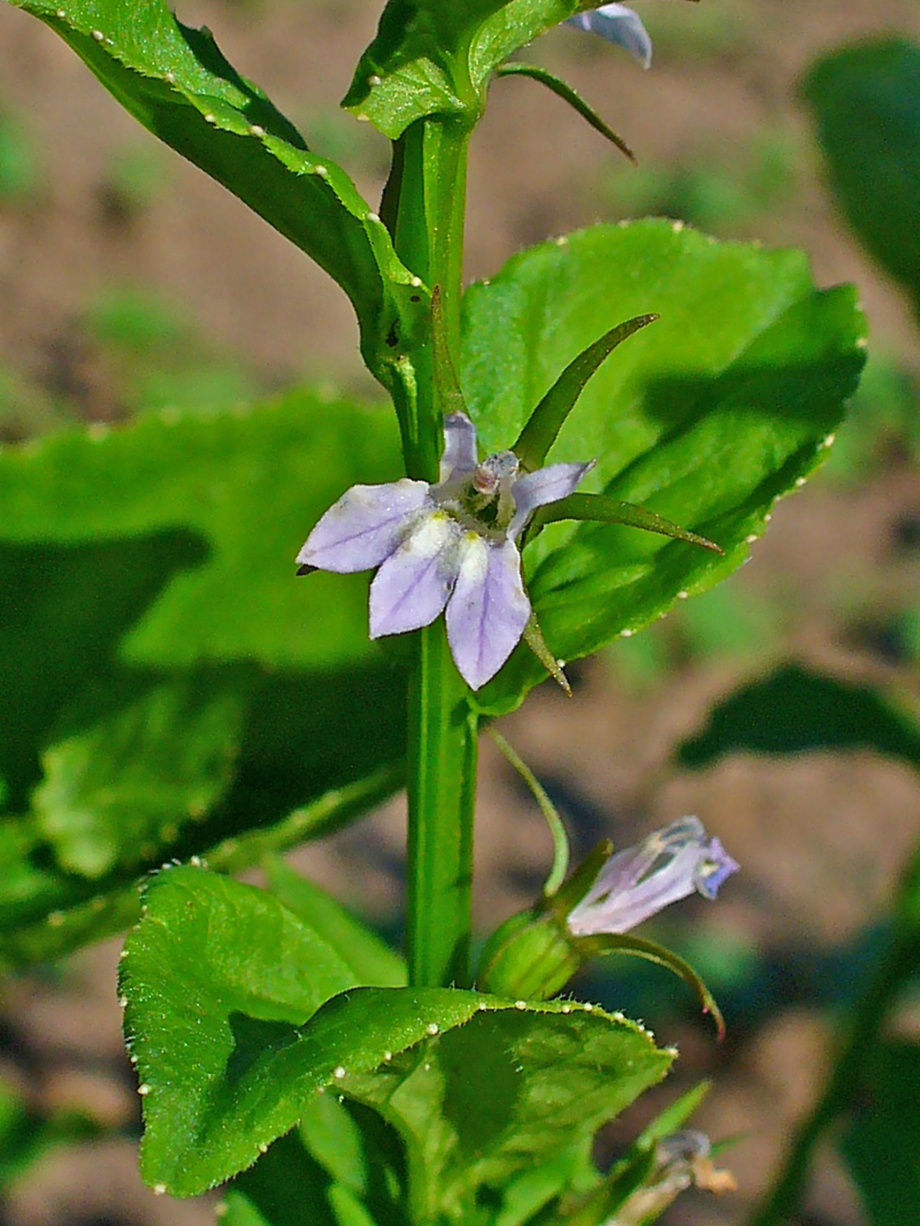 Lobelia