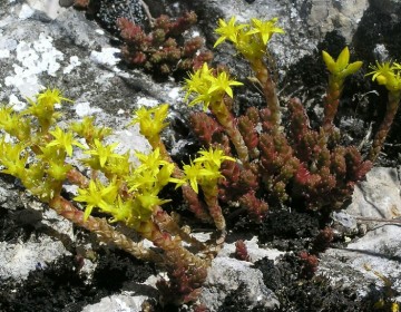 Mauerpfeffer, Sedum, Fetthenne