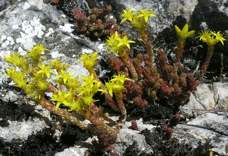 Mauerpfeffer, Sedum, Fetthenne