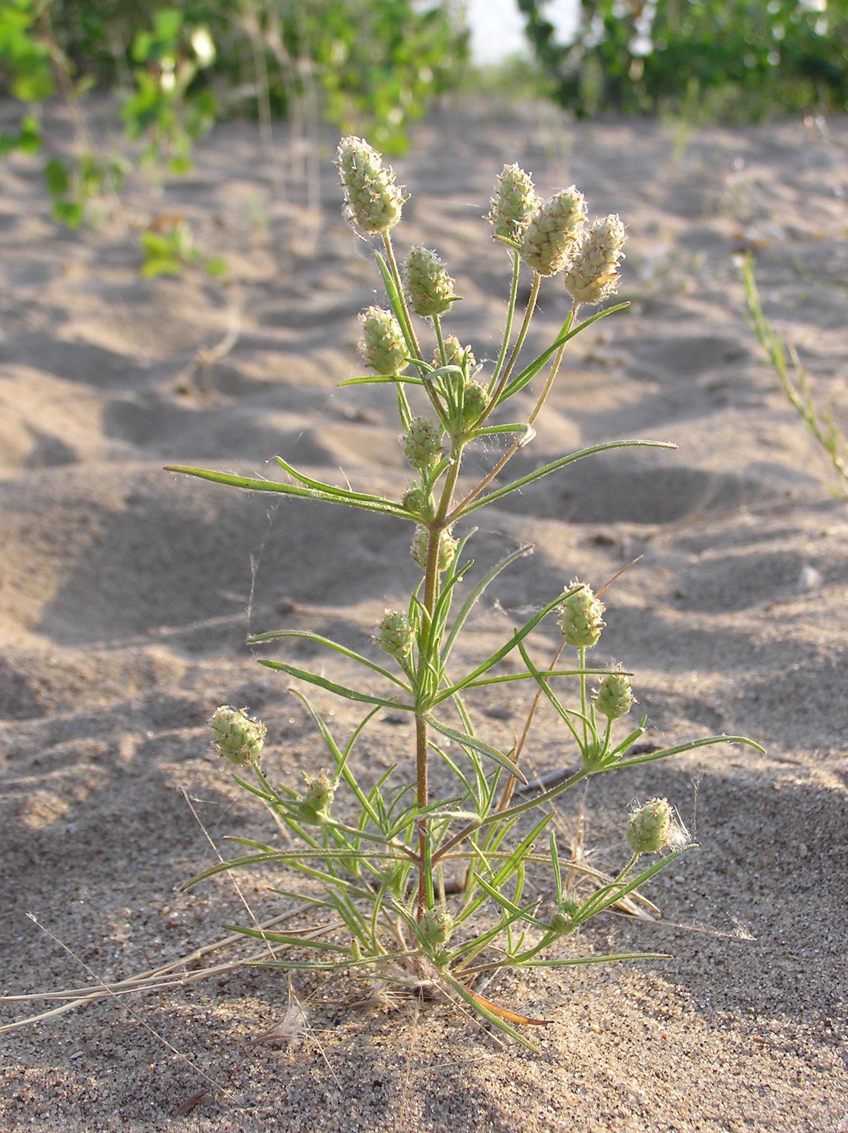 Sand-Wegetritt