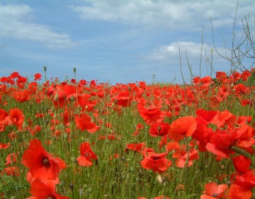 Klatschmohn