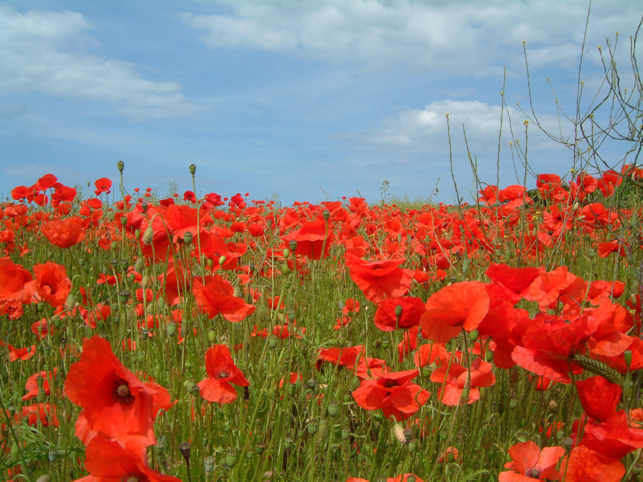 Klatschmohn