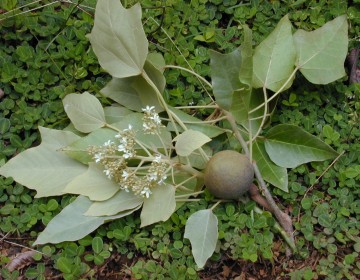 Lichtnussbaum Blüte und Frucht