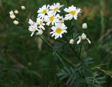 Straußblütige Wucherblume