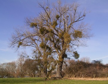 Weißbeerige Misteln