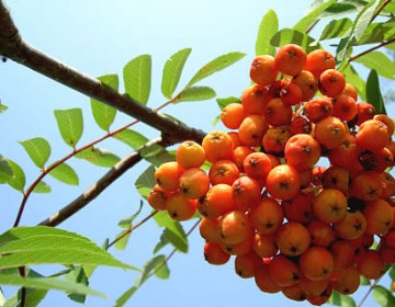 Vogelbeeren