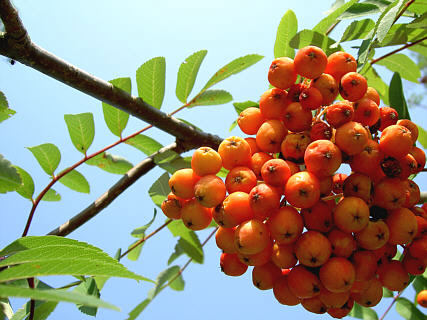 Vogelbeeren