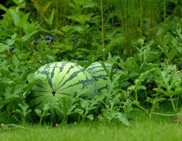 Wassermelone