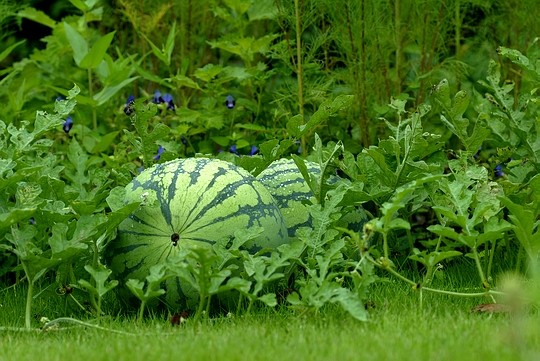 Wassermelone