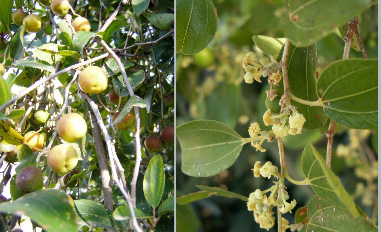 Ziziphus Spina Christi