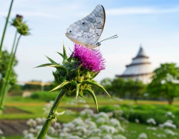 Mariendistel, Leber