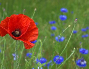 Mohn, Klatschmohn