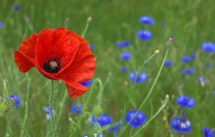 Unterschied Zwischen Backmohn Und Mohnen – HQZY