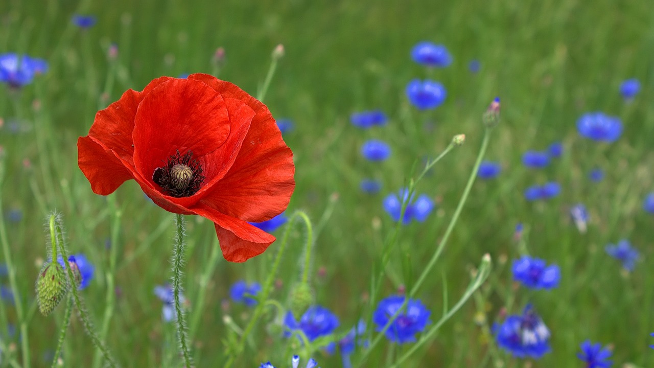 Mohn, Klatschmohn