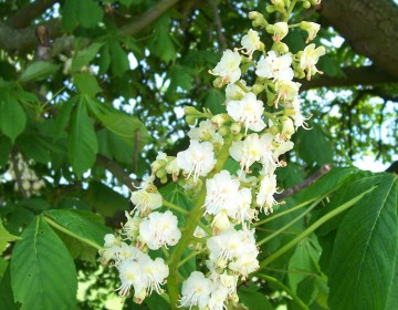 Blüten Rosskastanie