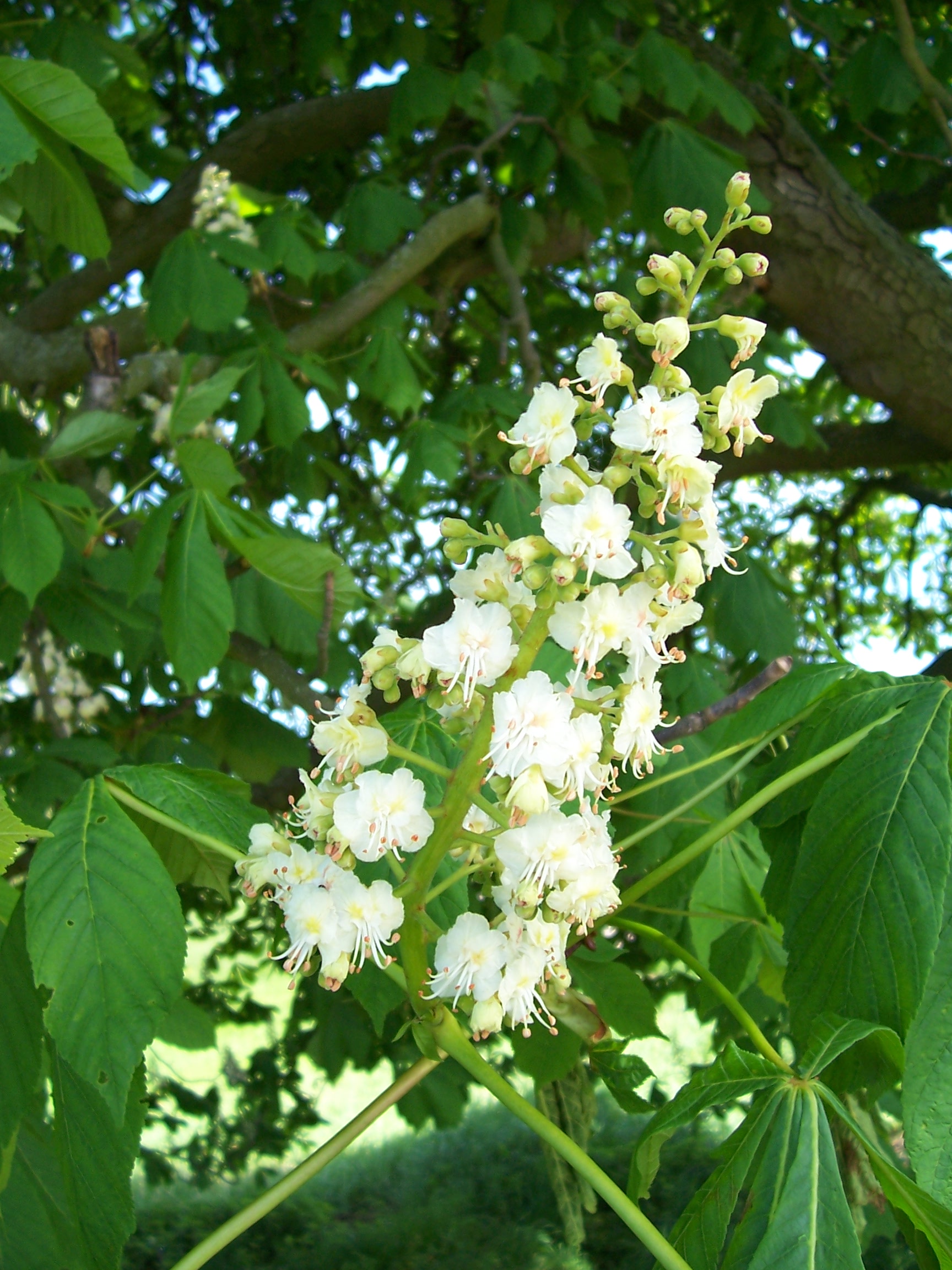 Blüten Rosskastanie