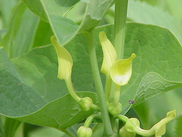 Gewöhnliche Osterluzei