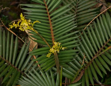 Calamus gibbsianus