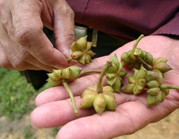 Früchte Sternanis