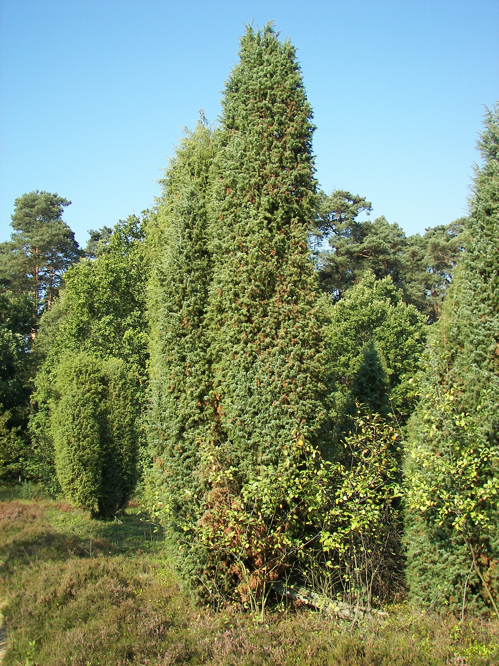 Heide-Wacholder, Wacholder, Wacholderkur, Wacholderbeere