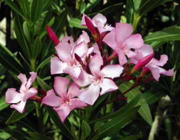 Oleander