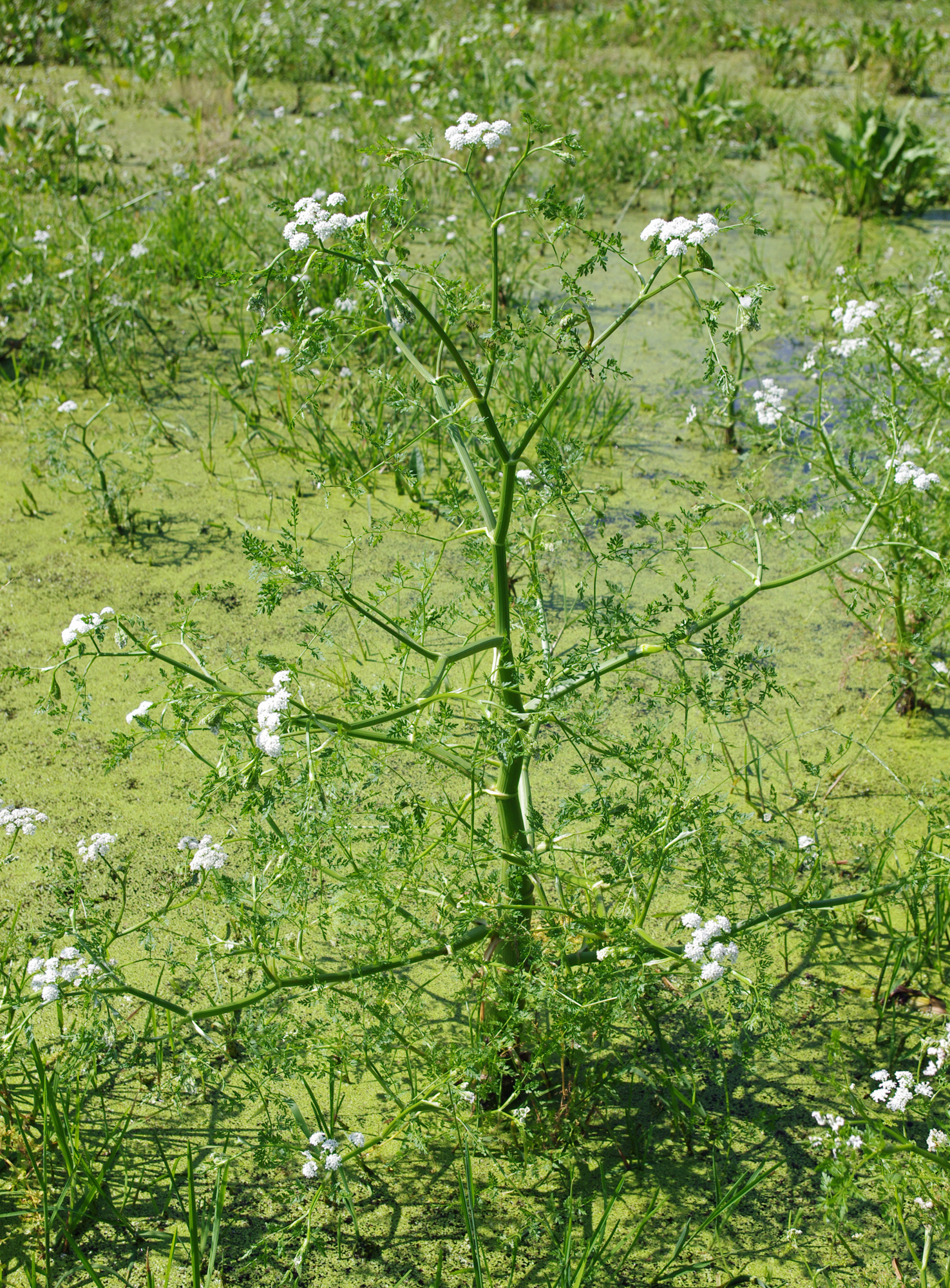 Wasserfenchel