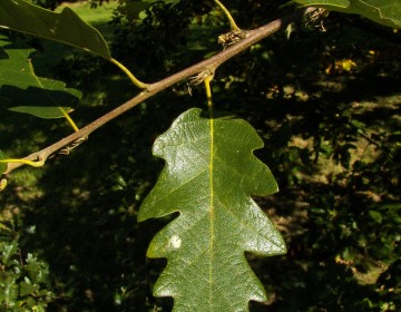 Blatt der Zerreiche