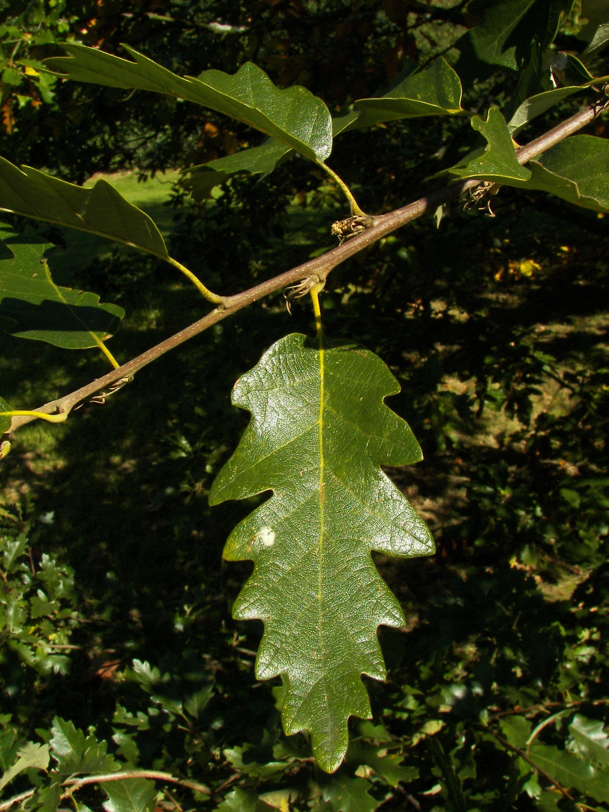 Blatt der Zerreiche