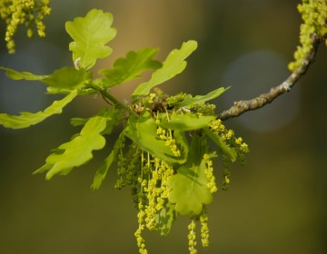 Blüten Sommereiche