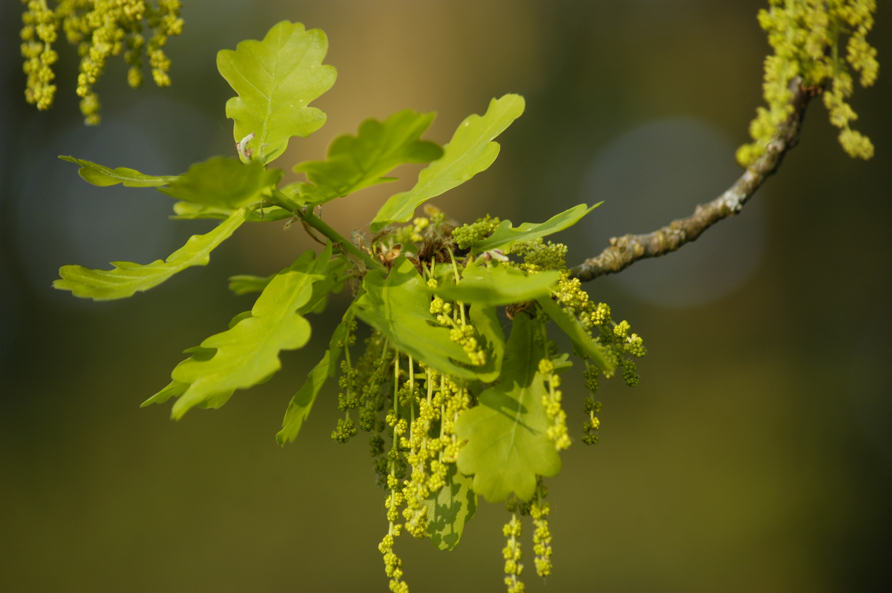 Blüten Sommereiche