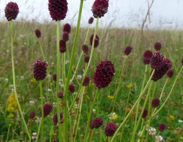 Gemeiner Wiesenknopf