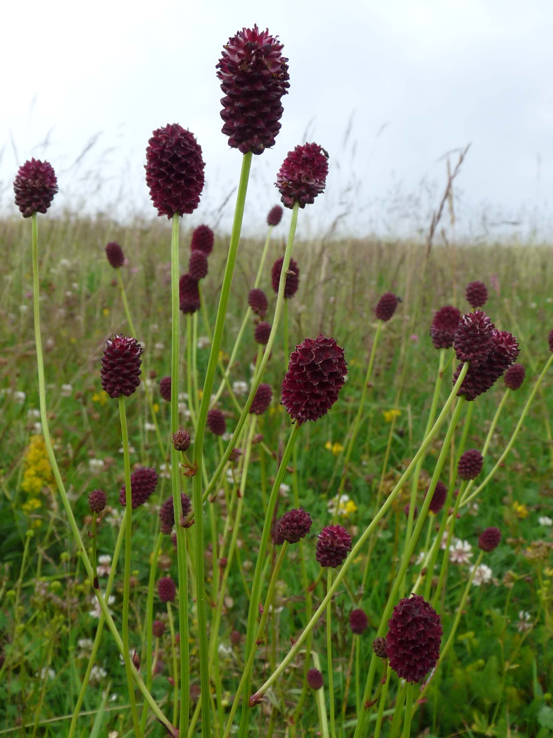 Gemeiner Wiesenknopf