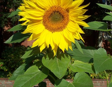 Sonnenblume