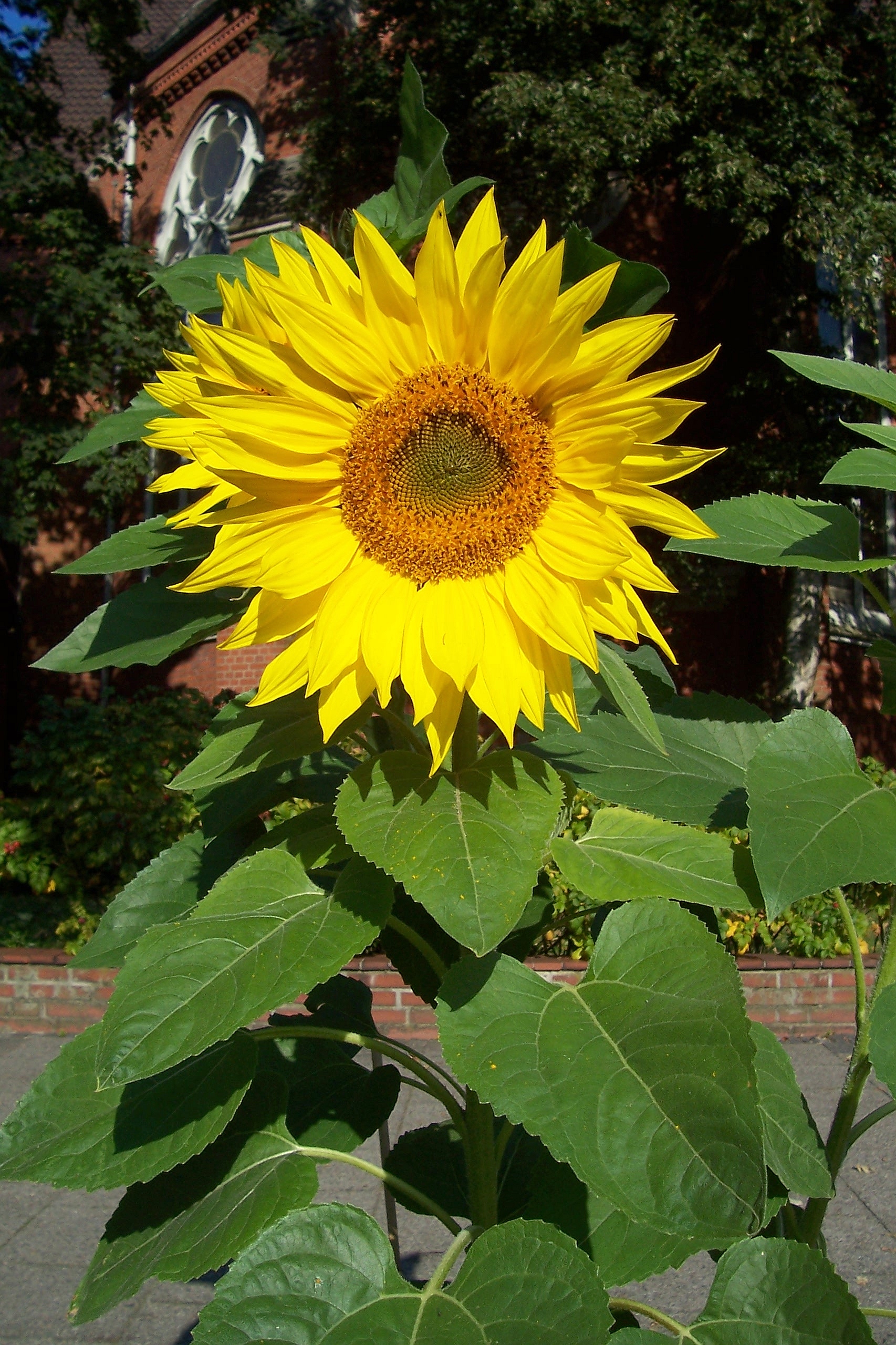 Sonnenblume