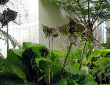 Tacca chantrieri