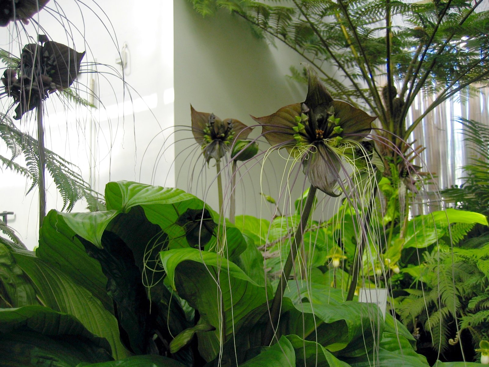 Tacca chantrieri