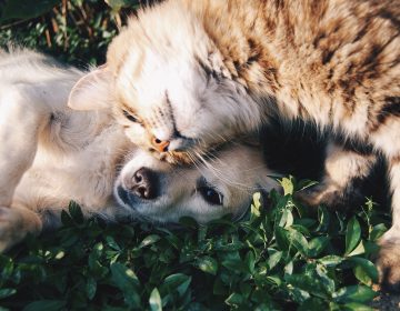 Hund und Katze