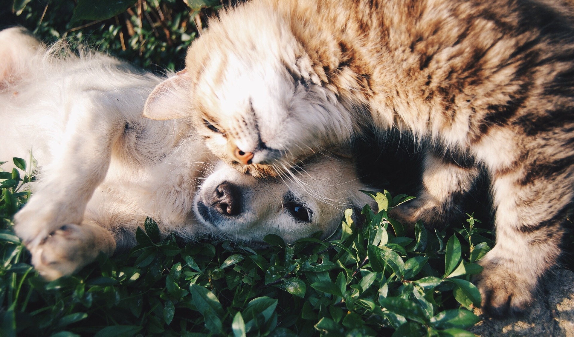 Hund und Katze