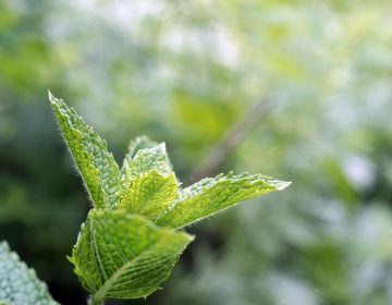 Sammelkalender Juni für Heilkräuter, Heilpflanzen, Wildkräuter, Wildpflanzen