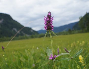 Betonika-Wein echte Betonie Betonica officinalis