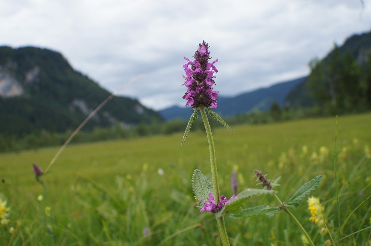 Betonika-Wein echte Betonie Betonica officinalis