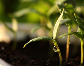 Microgreens