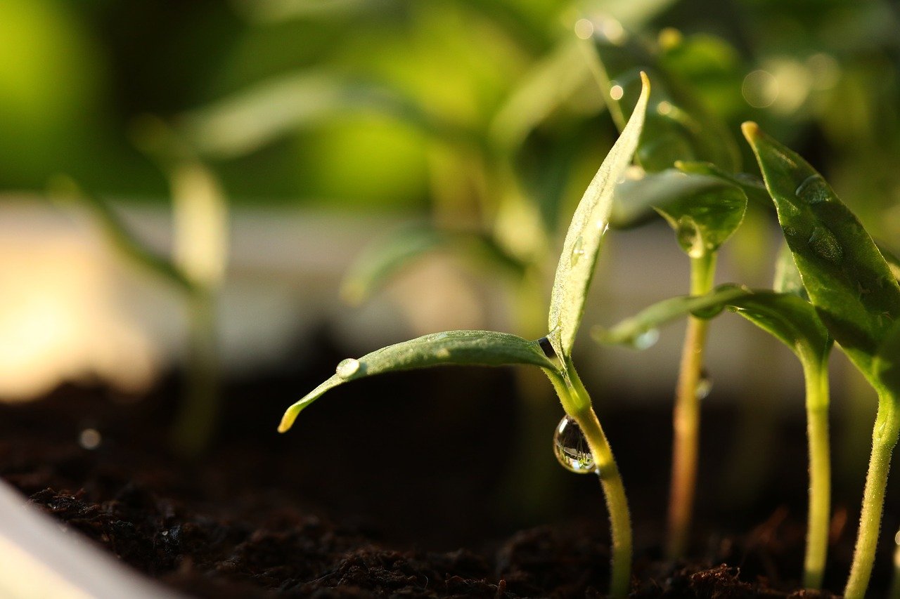 Microgreens