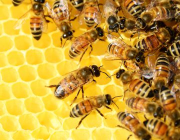 Propolis Wirkung Biene Honig