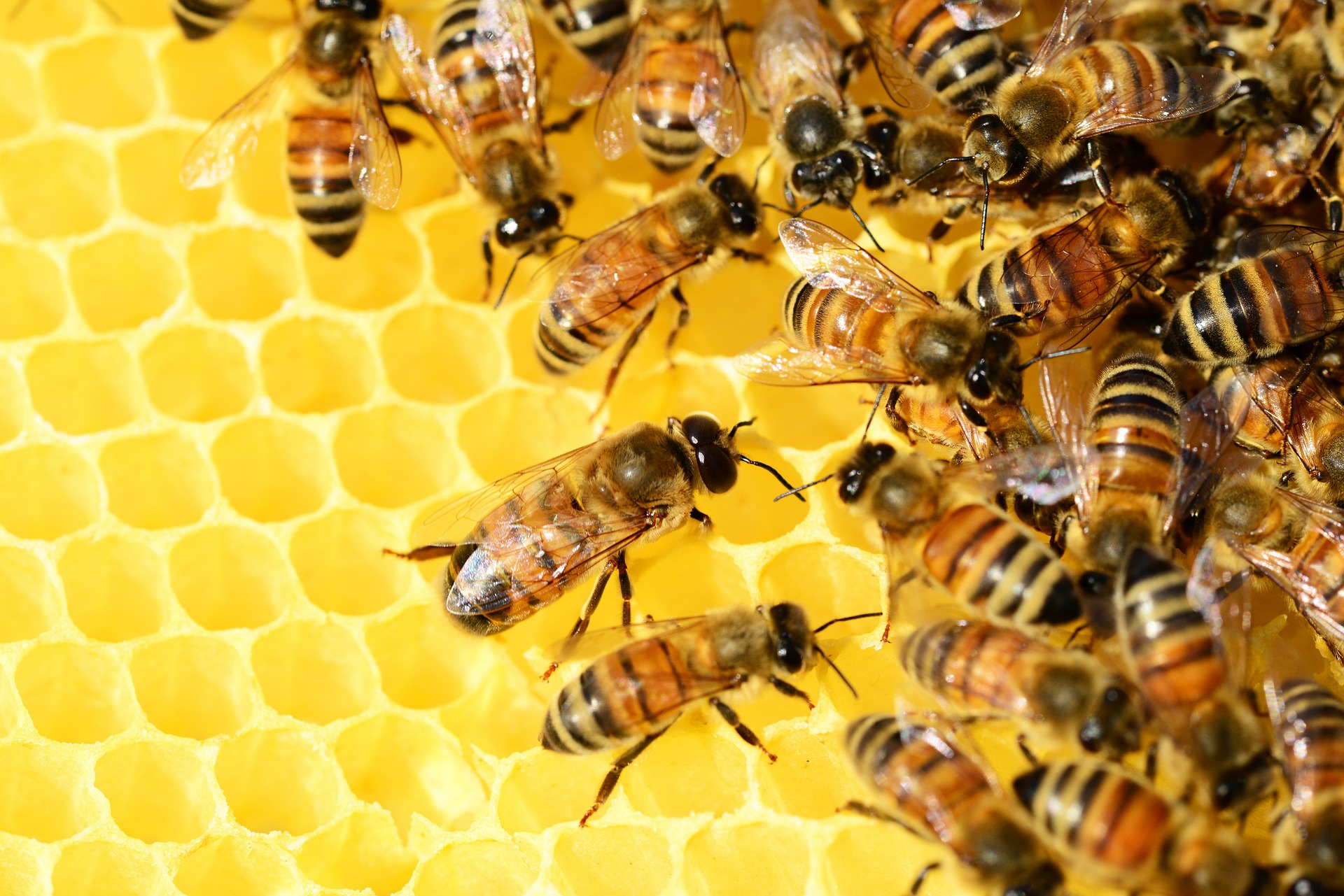 Propolis Wirkung Biene Honig